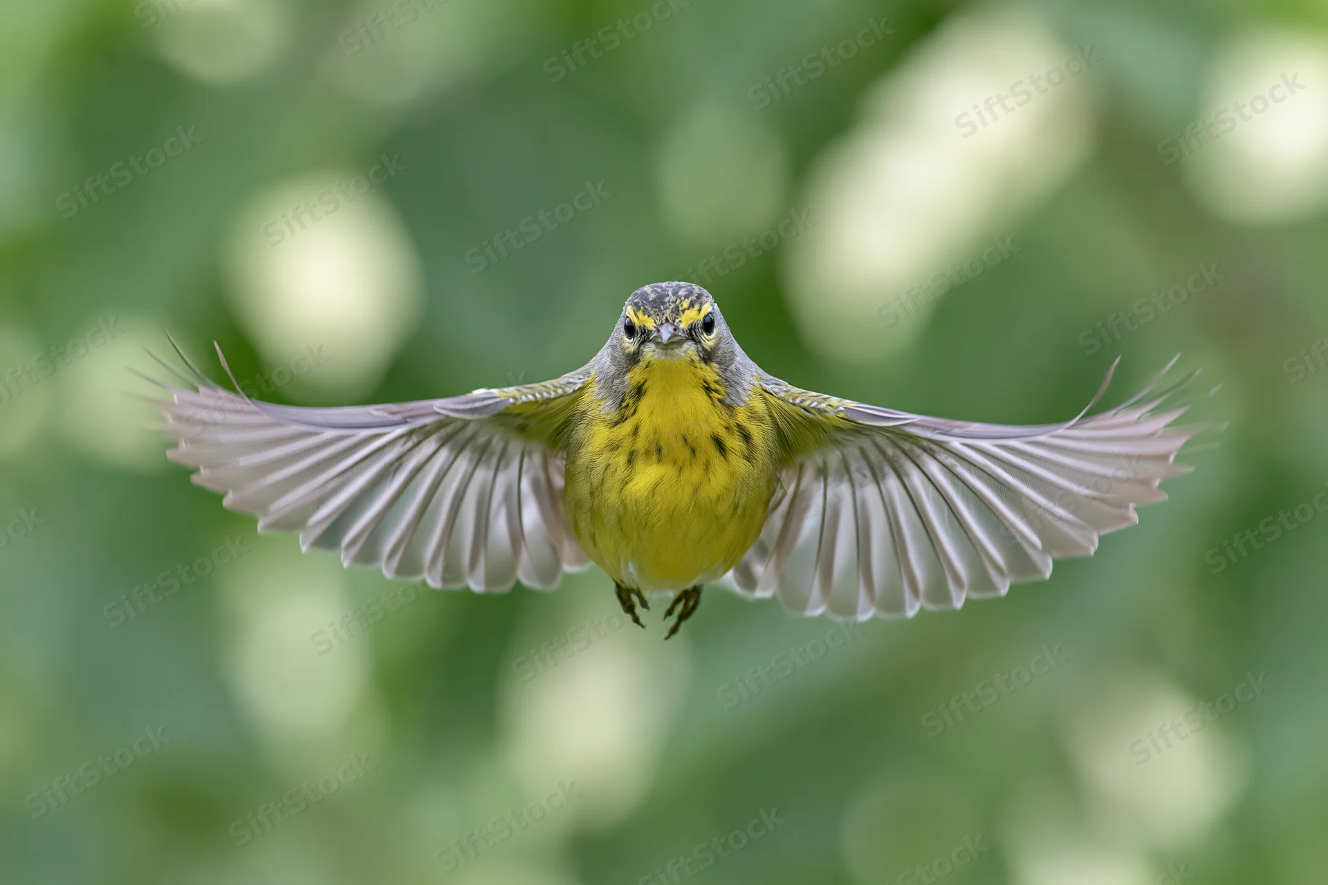 Small yellow-chested songbird hovering mid-flight with wings fully extended in a green forest setting
