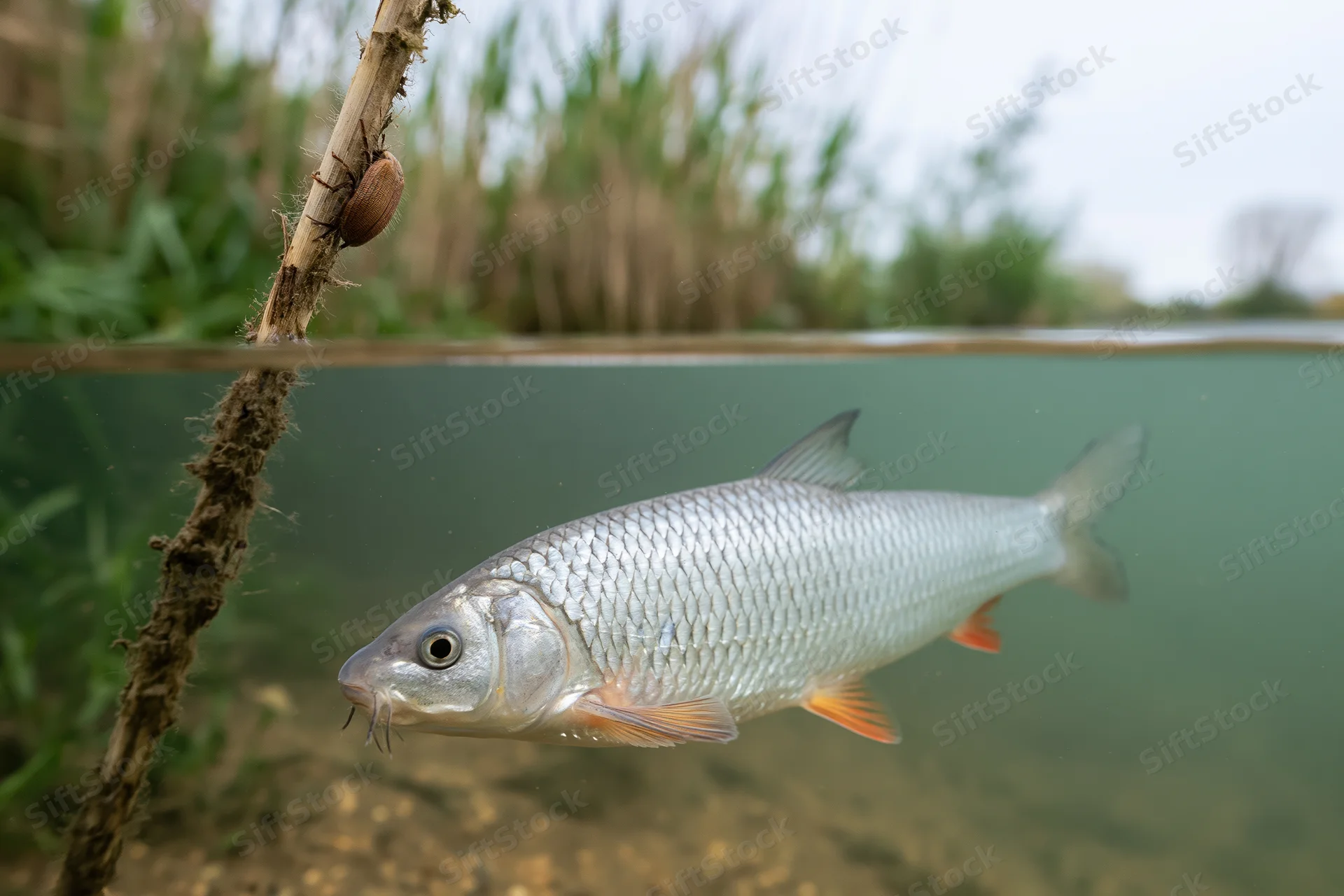 Silver freshwater fish swimming near water surface with reed and beetle above in river habitat