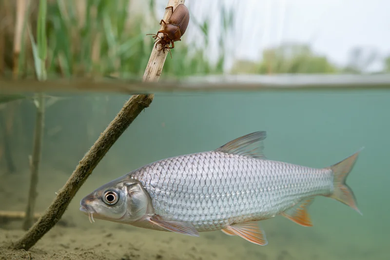 Freshwater fish swimming underwater near a stick with a beetle perched above the water surface in a river habitat