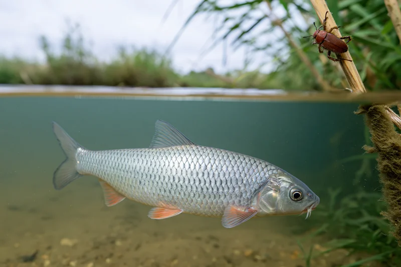Freshwater carp swimming underwater near riverbank with beetle on reed above water