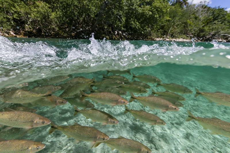 School of freshwater fish swimming underwater near surface with waves and trees in background