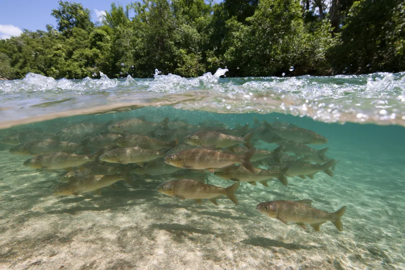 School of freshwater fish swimming underwater in a clear river with surface ripples and green trees along the shoreline