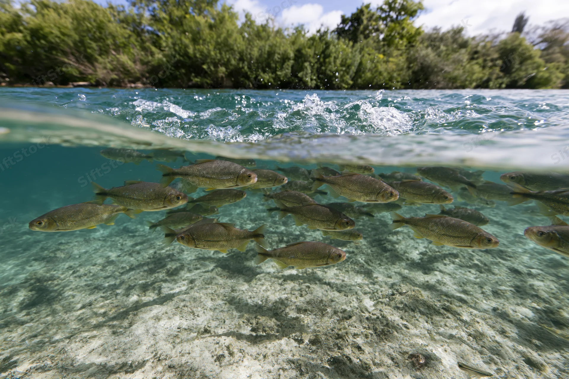 School of freshwater fish swimming underwater in a clear river with surface ripples and riverbank trees above