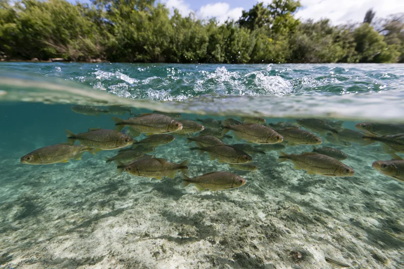 School of freshwater fish swimming underwater in a clear river with surface ripples and riverbank trees above