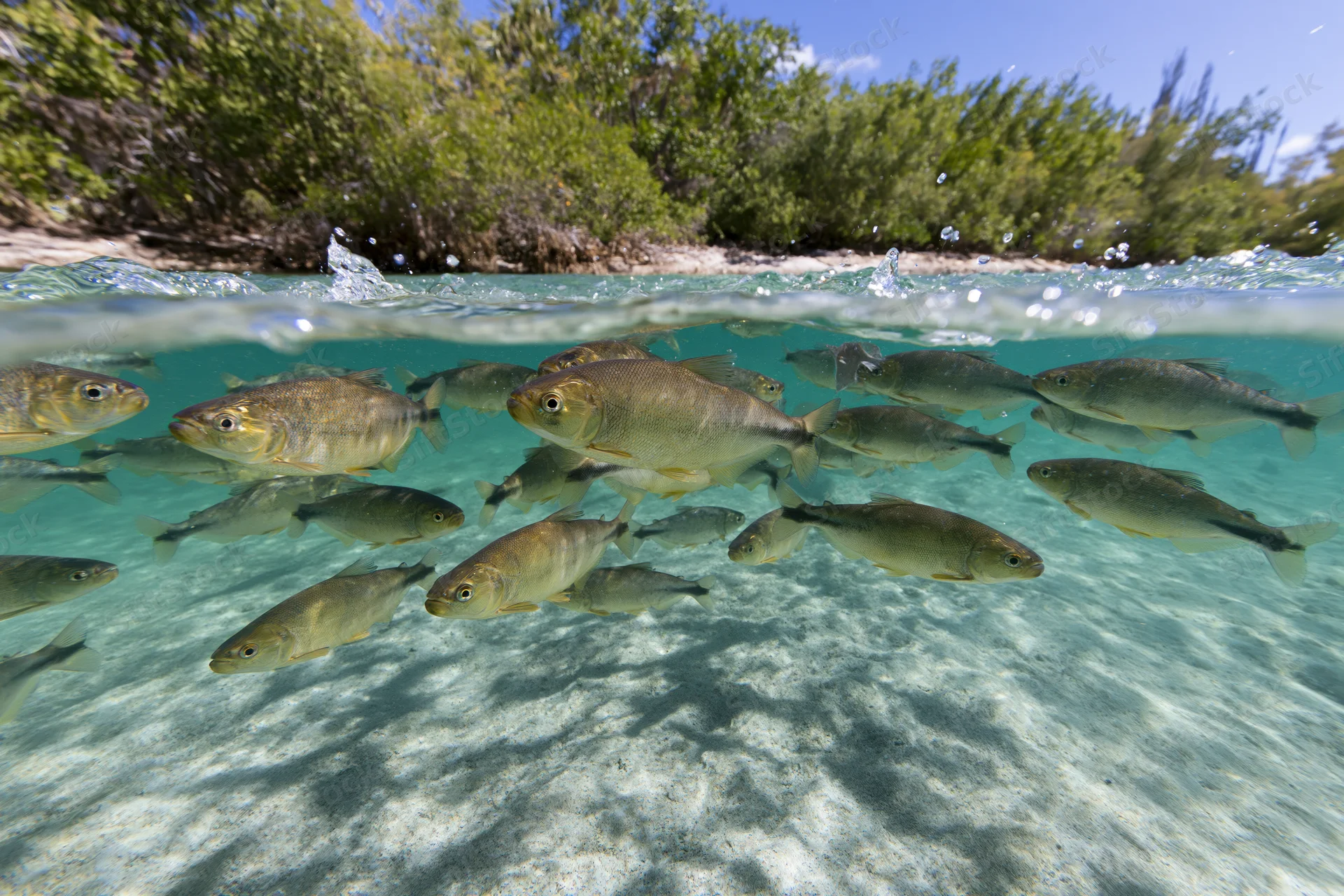 School of freshwater fish swimming underwater near sandy bottom with surface split view and green vegetation along shore