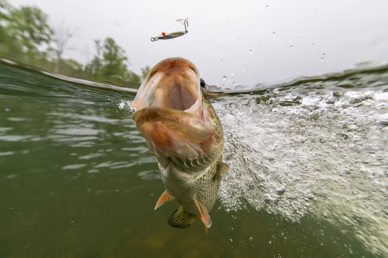 Bass lunging upward from underwater toward a lure at the water surface