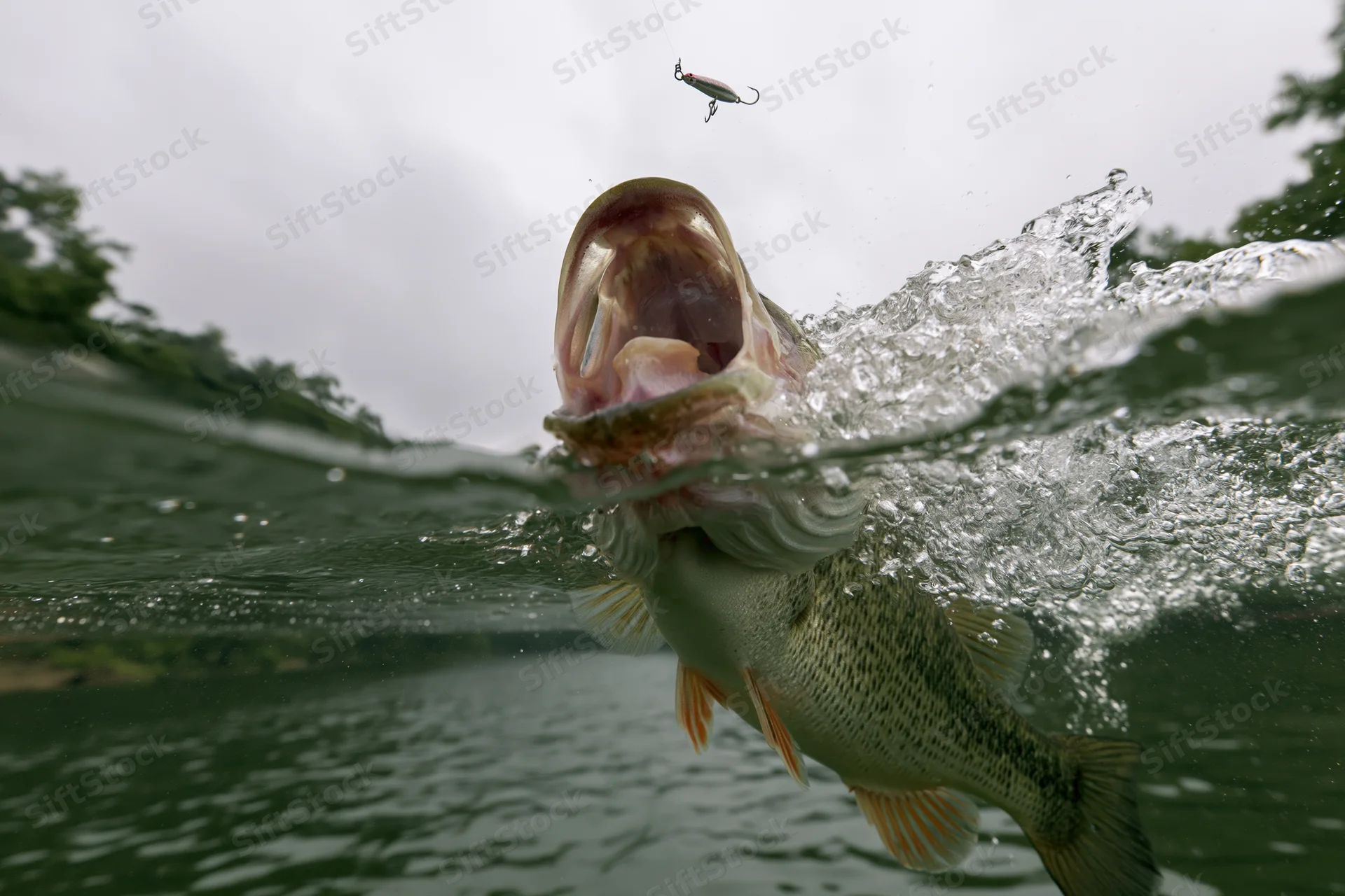 Bass fish lunging upward from water with lure in mouth in split underwater-above water view
