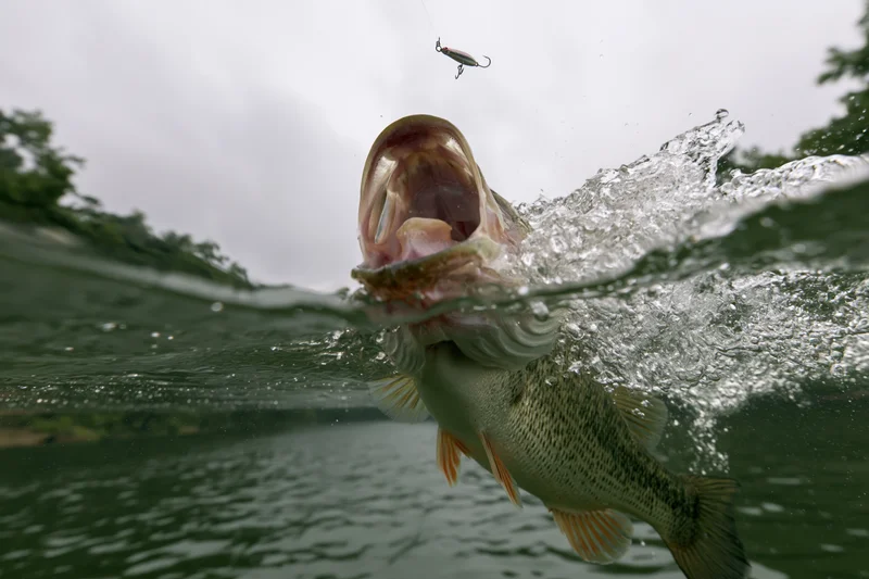 Bass fish lunging upward from water with lure in mouth in split underwater-above water view