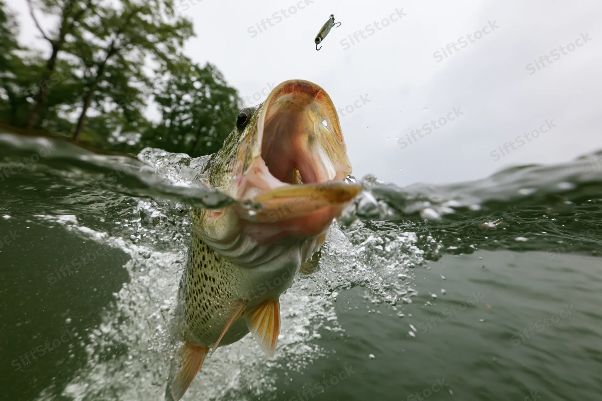 Bass fish leaping from water with open mouth toward a lure in a split underwater-above water view
