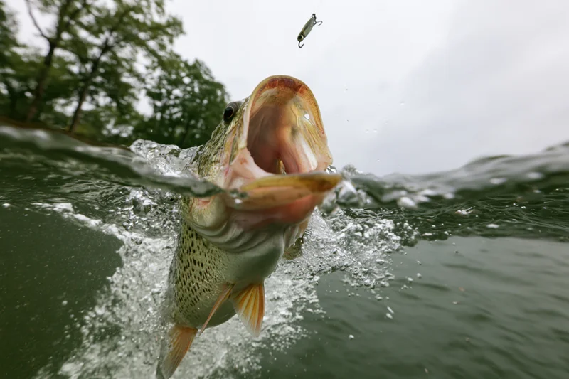 Bass fish leaping from water with open mouth toward a lure in a split underwater-above water view