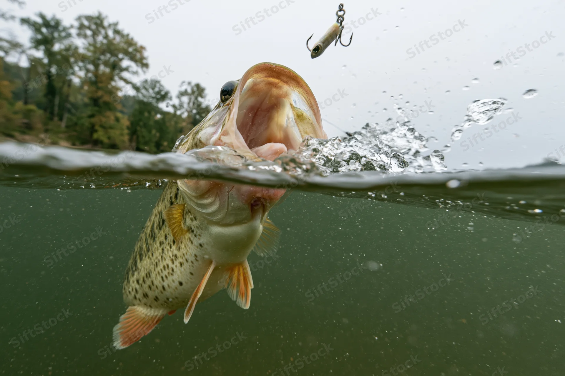 Bass lunging upward at a lure with mouth open in split underwater-above water view of a river