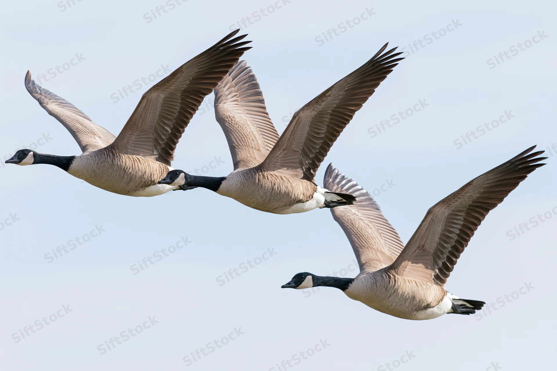 Three canada geese flying in loose formation with wings fully extended against a clear sky