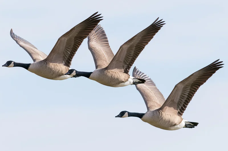 Three canada geese flying in loose formation with wings fully extended against a clear sky