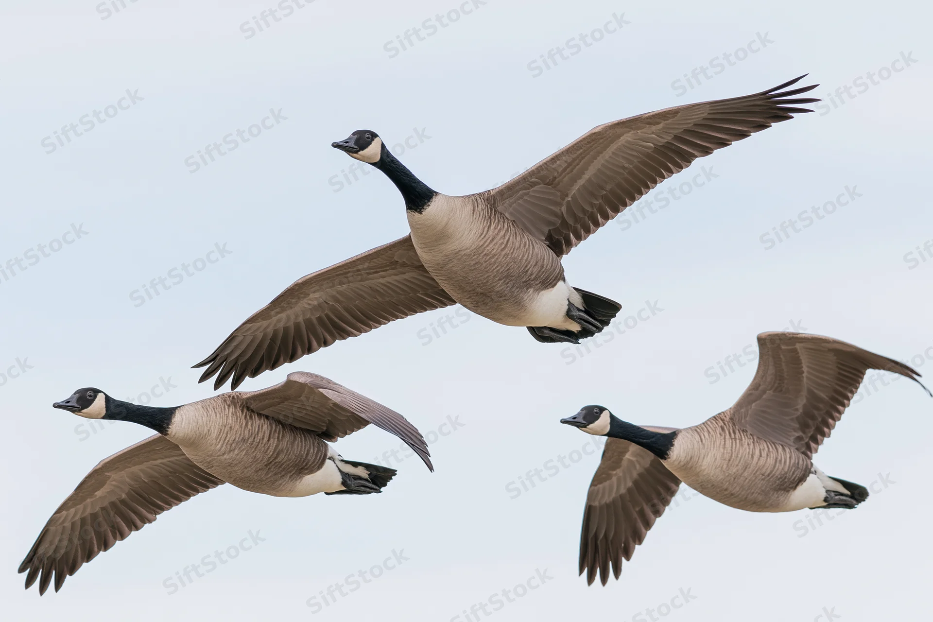 Three canada geese flying in loose formation against a pale sky