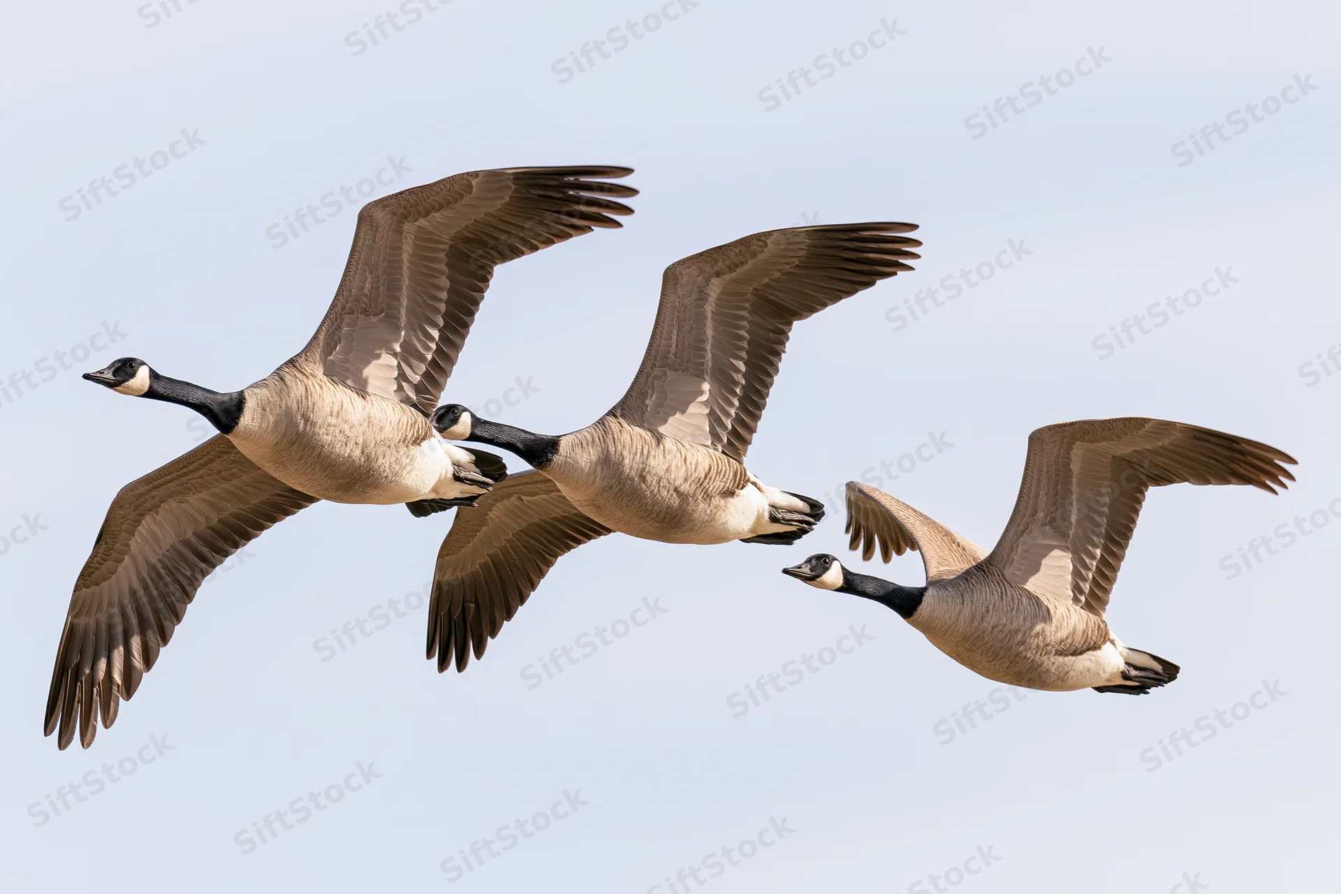 Three canada geese flying in loose formation against a pale sky
