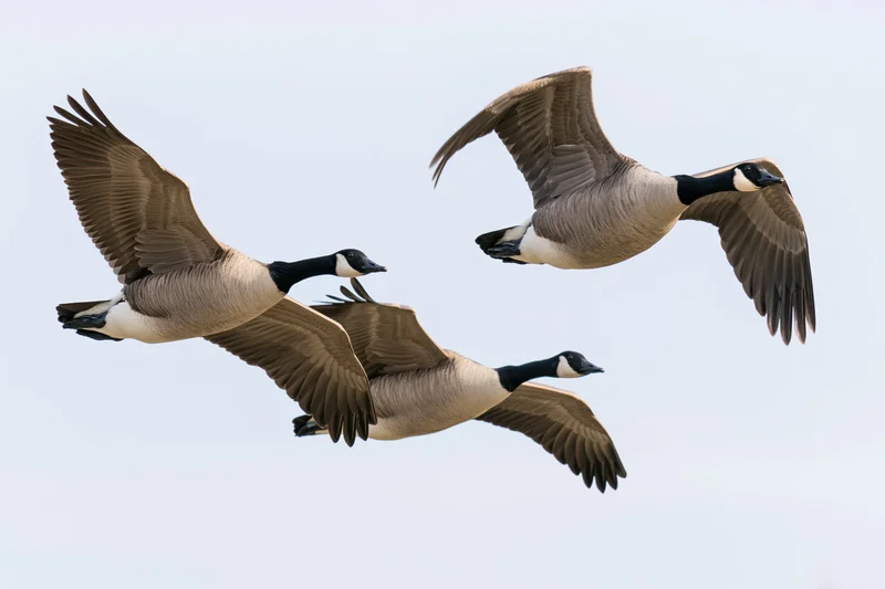 Three canada geese flying in loose formation with wings fully extended against a pale sky