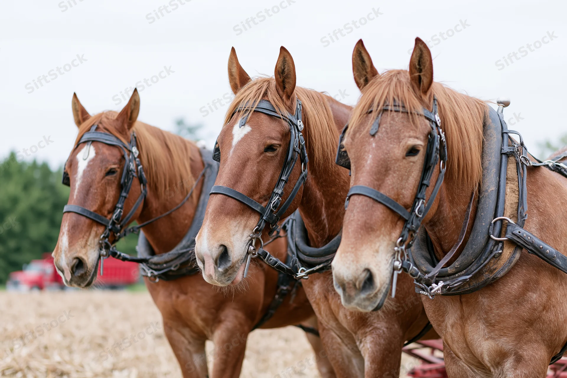 Three chestnut draft horses harnessed side by side in a field