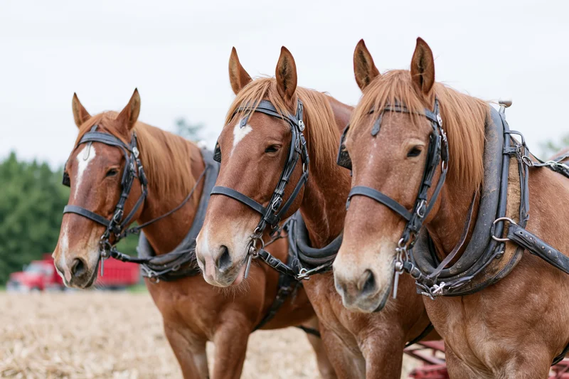 Three chestnut draft horses harnessed side by side in a field