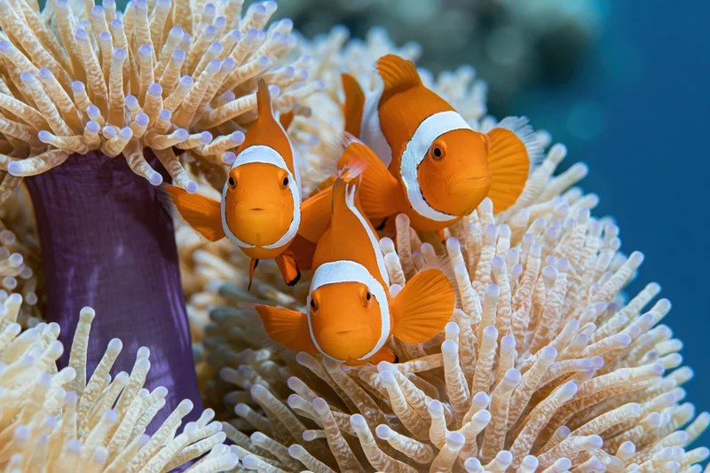 Three clownfish nestled among swaying anemone tentacles in a marine aquarium environment
