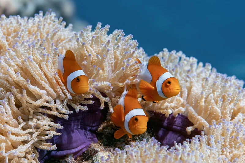 Three clownfish swimming among white tentacles of a sea anemone in a coral reef habitat