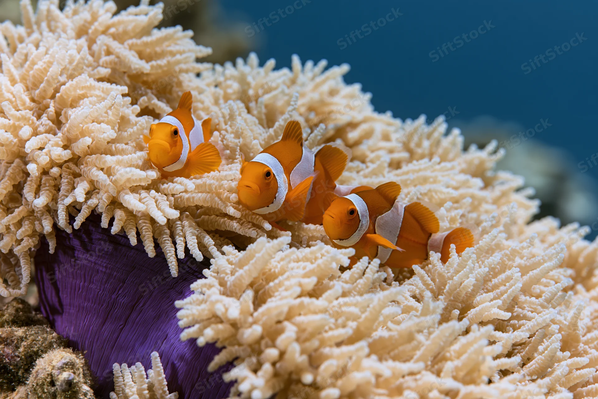 Three clownfish swimming among swaying tentacles of a large anemone in an aquarium setting