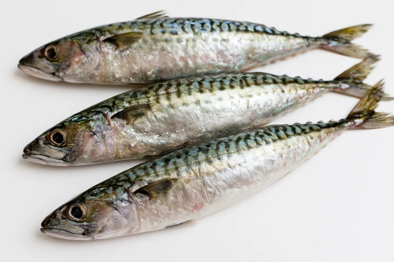 Three fresh whole mackerel fish arranged in staggered overlap on white surface