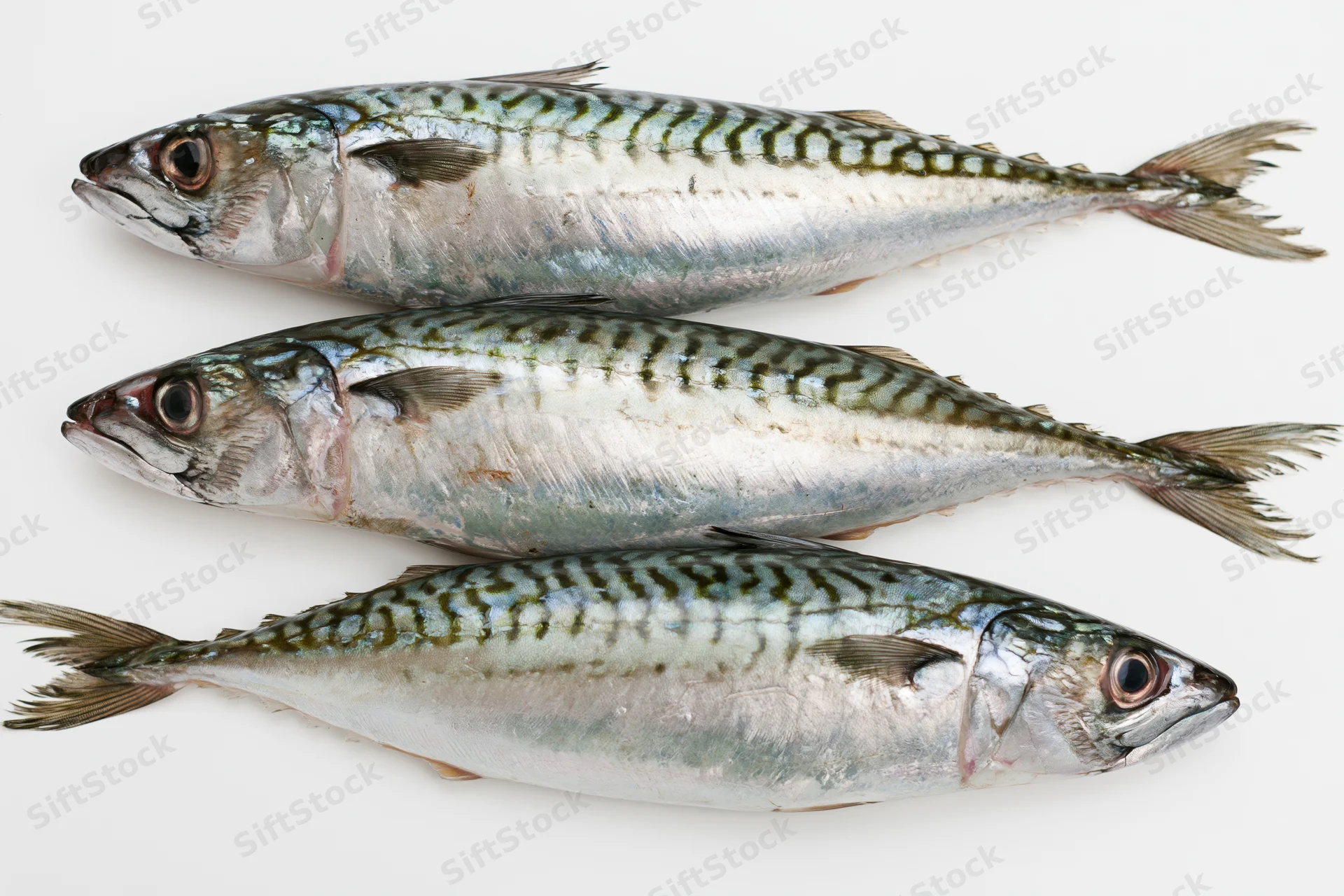 Three fresh whole mackerel fish arranged in staggered overlap on white background