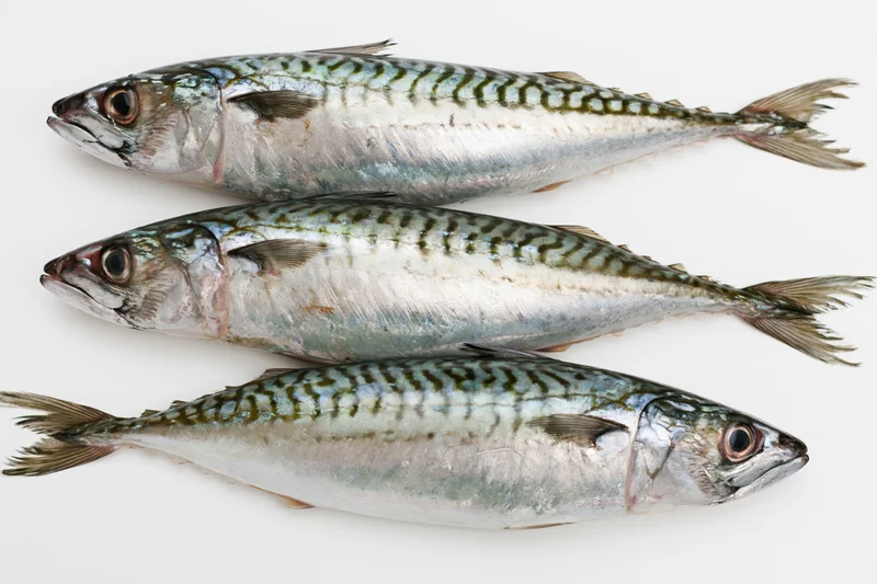 Three fresh whole mackerel fish arranged in staggered overlap on white background