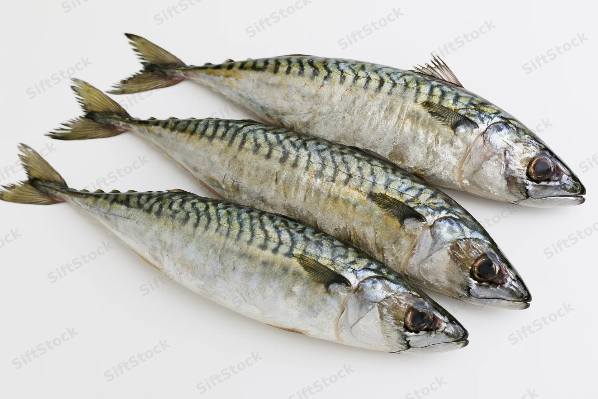 Three fresh whole mackerel fish arranged in staggered overlap on white background