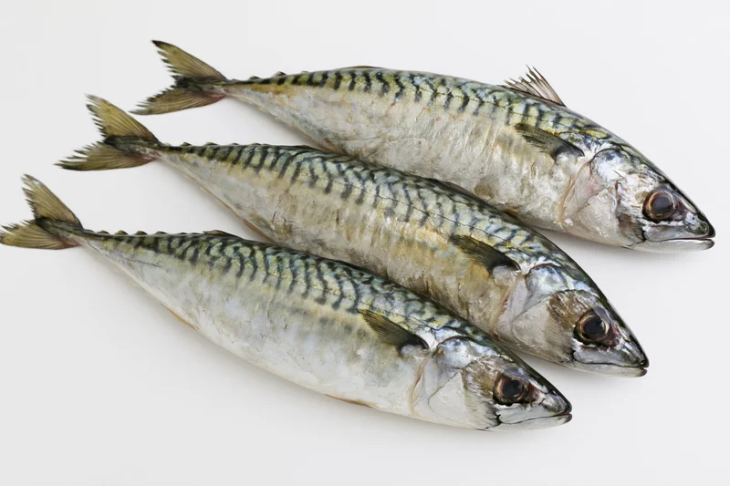 Three fresh whole mackerel fish arranged in staggered overlap on white background