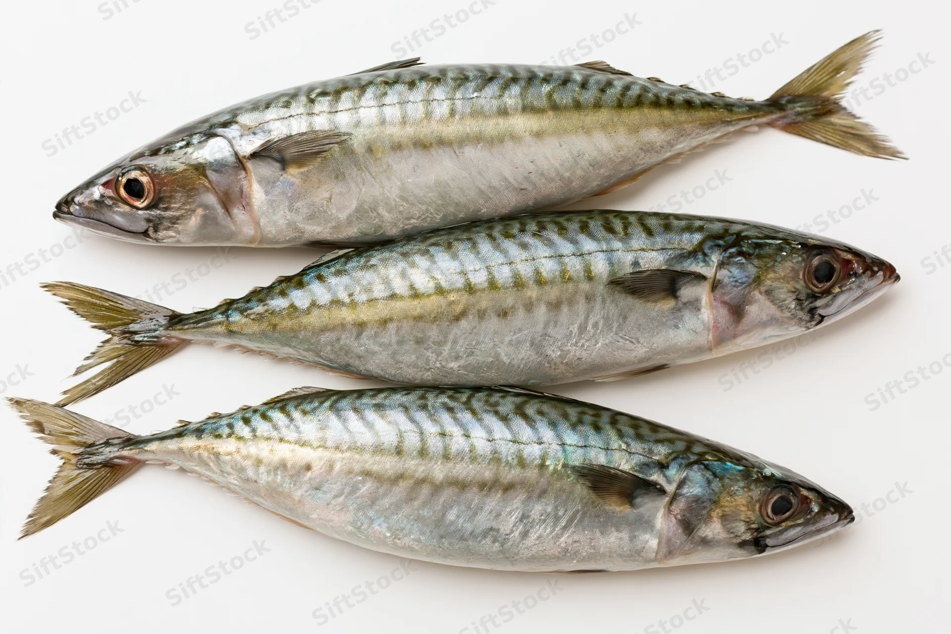 Three fresh whole mackerel fish arranged in staggered overlap on white background