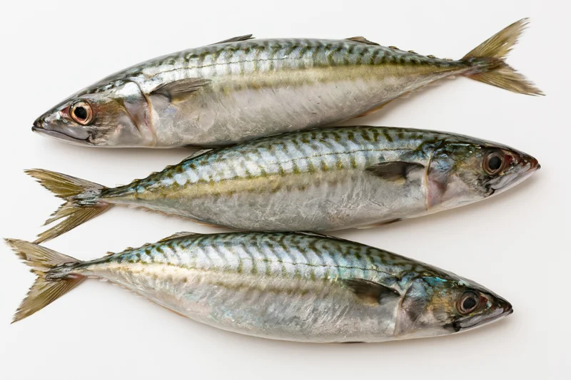 Three fresh whole mackerel fish arranged in staggered overlap on white background