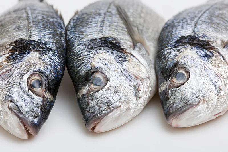 Three fresh whole sea bream fish heads side by side on white background