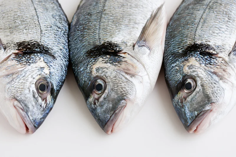 Three fresh whole sea bream fish laid side by side heads facing forward on white surface