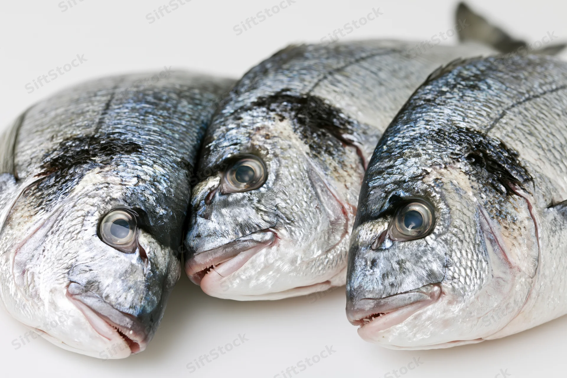 Three fresh whole sea bream fish laid side by side heads facing forward on white surface