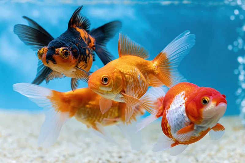 Four goldfish swimming together in clear aquarium water over gravel substrate