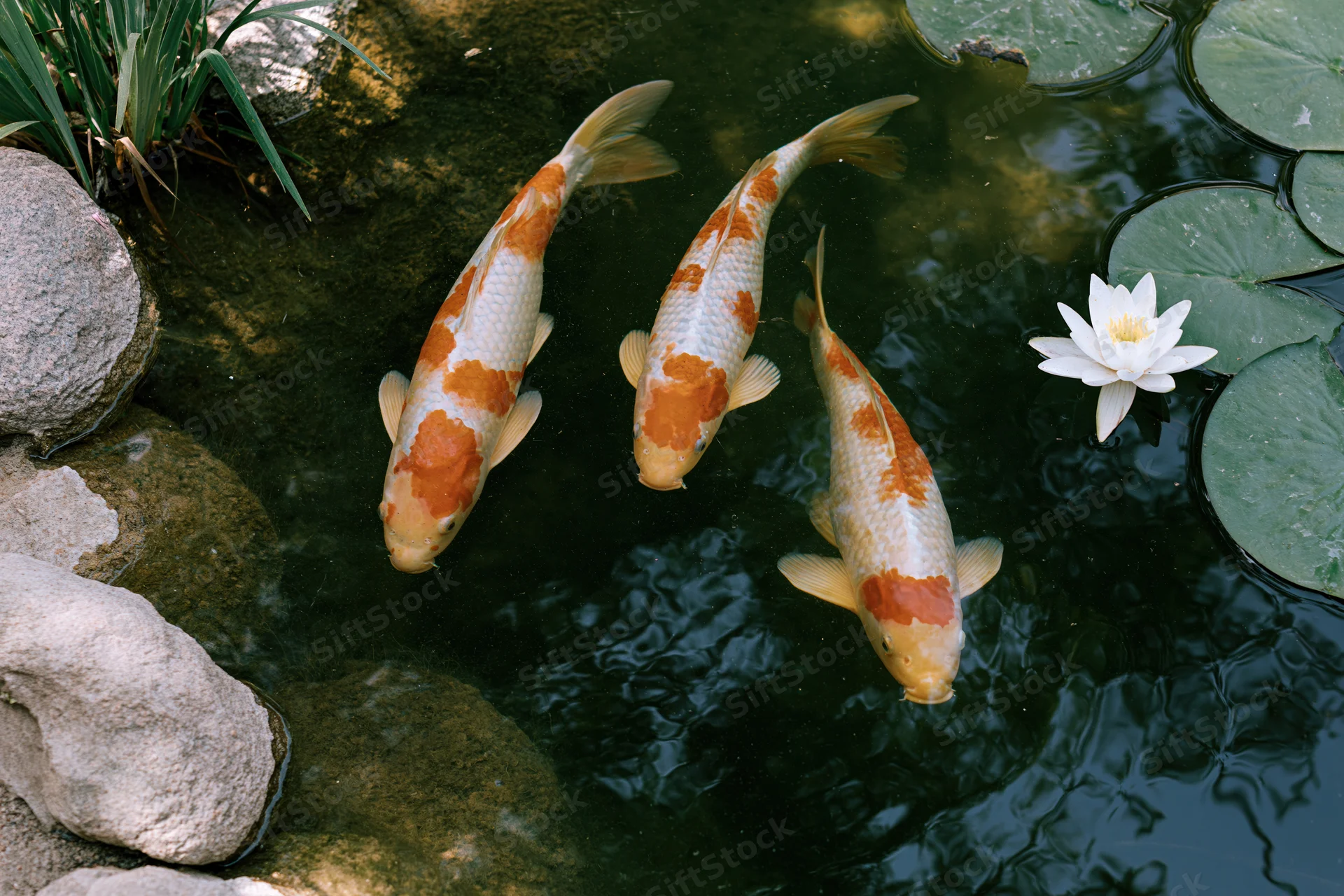 Three koi fish swimming in a garden pond with lily pads and rocks