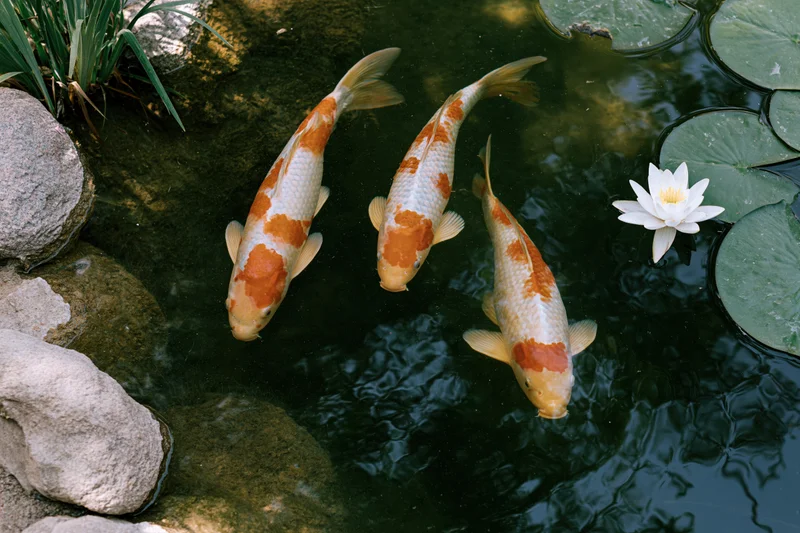 Three koi fish swimming in a garden pond with lily pads and rocks