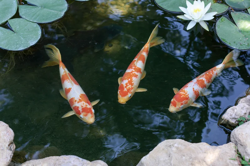 Three koi fish swimming in a pond with lily pads and a white waterlily near rocks