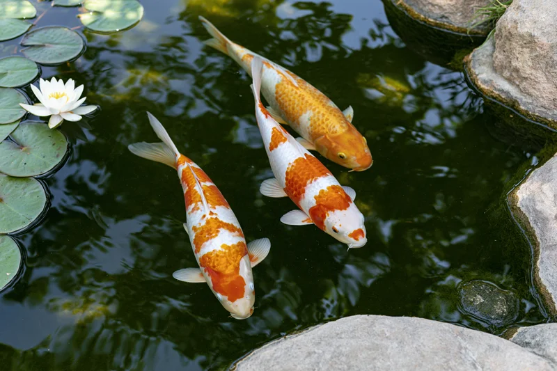 Three koi fish swimming in a garden pond near lily pads and stones