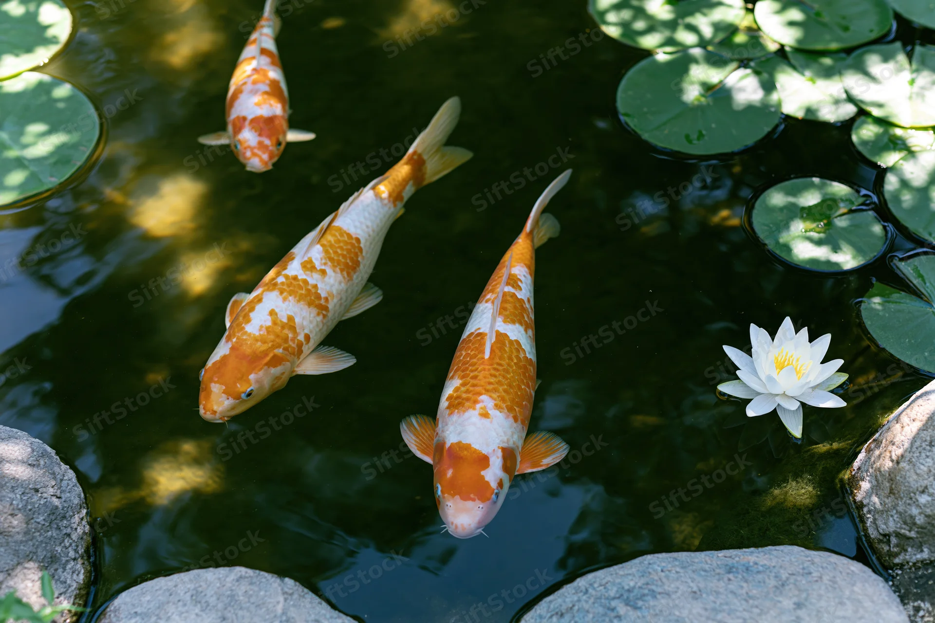 Three koi fish swimming in a pond with lily pads and a white waterlily near gray stones
