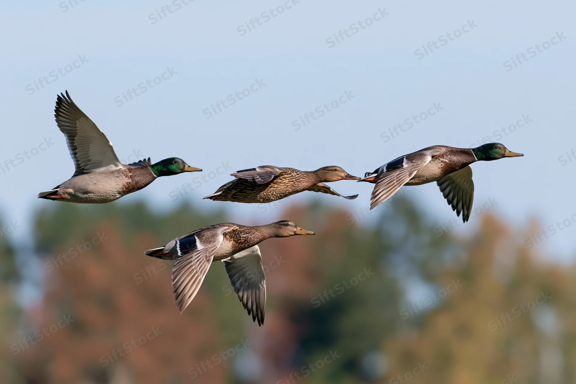Four mallards flying in formation against a blurred autumn forest backdrop