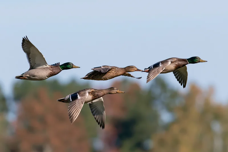 Four mallards flying in formation against a blurred autumn forest backdrop
