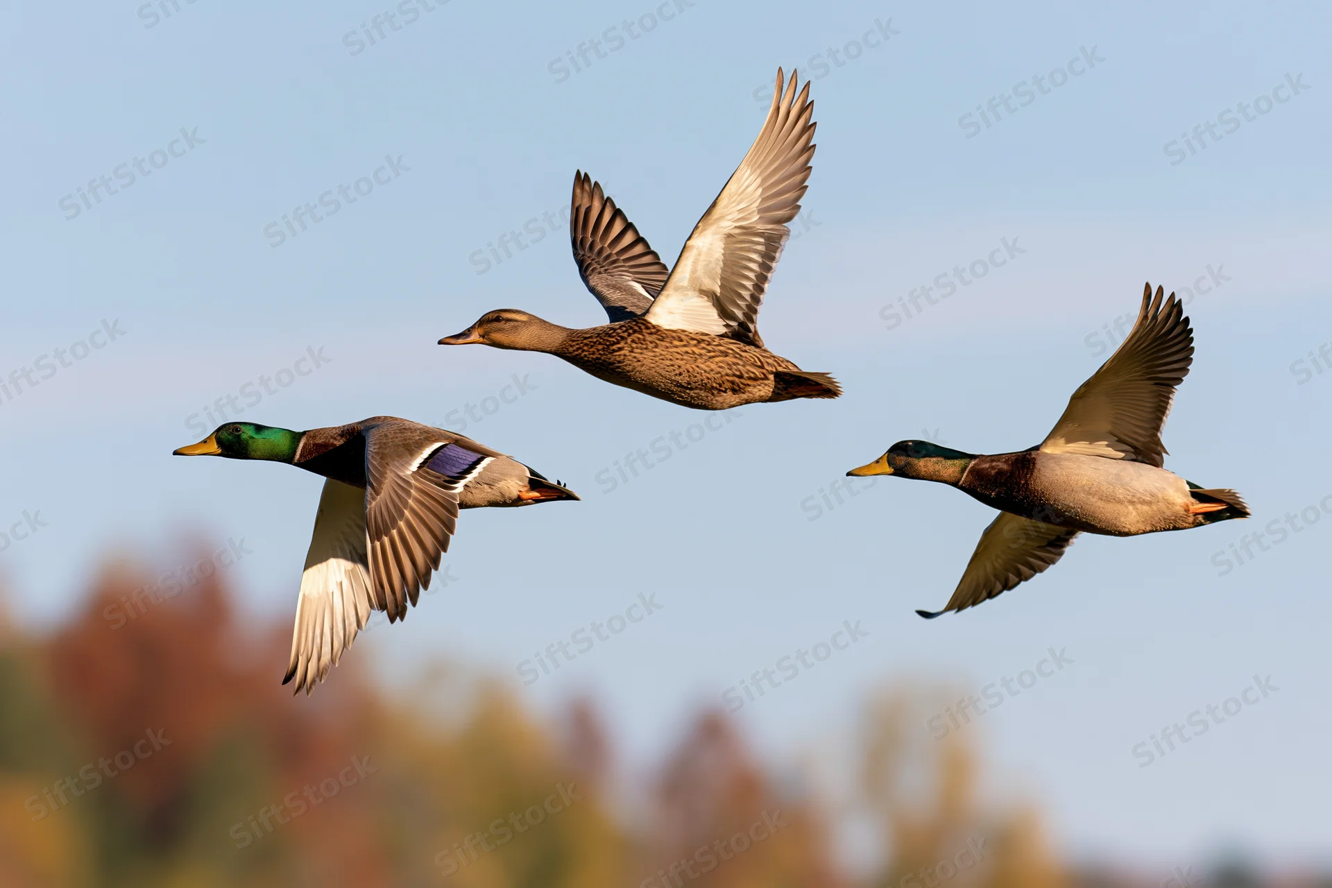 Three mallard ducks in mid-flight against a clear sky with autumn trees blurred below