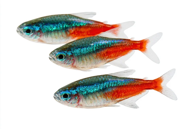 Three neon tetra fish arranged diagonally against a white background
