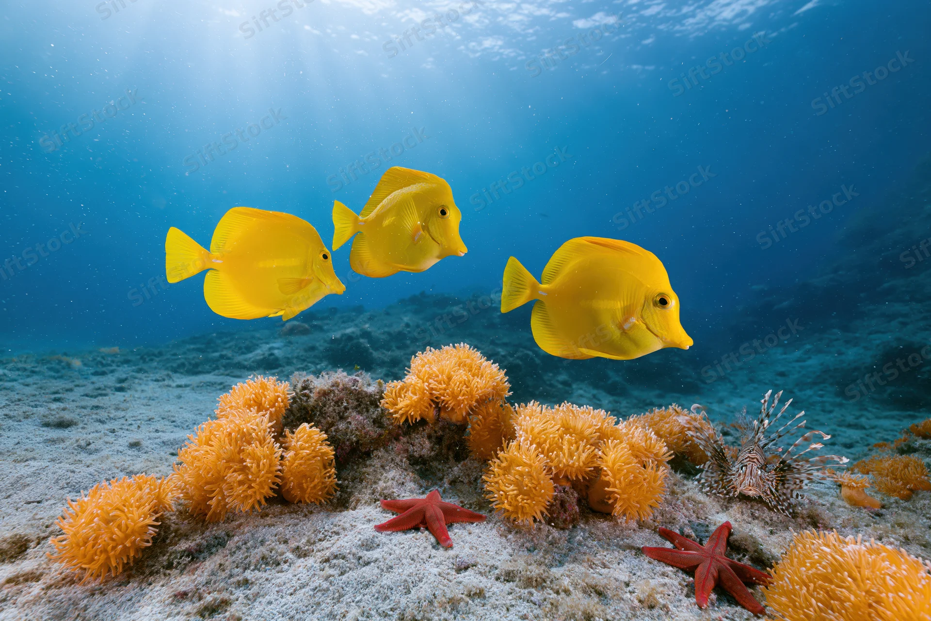Three yellow tang fish swimming above a coral reef with starfish and anemones on sandy seabed