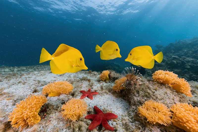 Three yellow tang fish swimming above a coral reef with starfish and sea anemones on sandy seabed