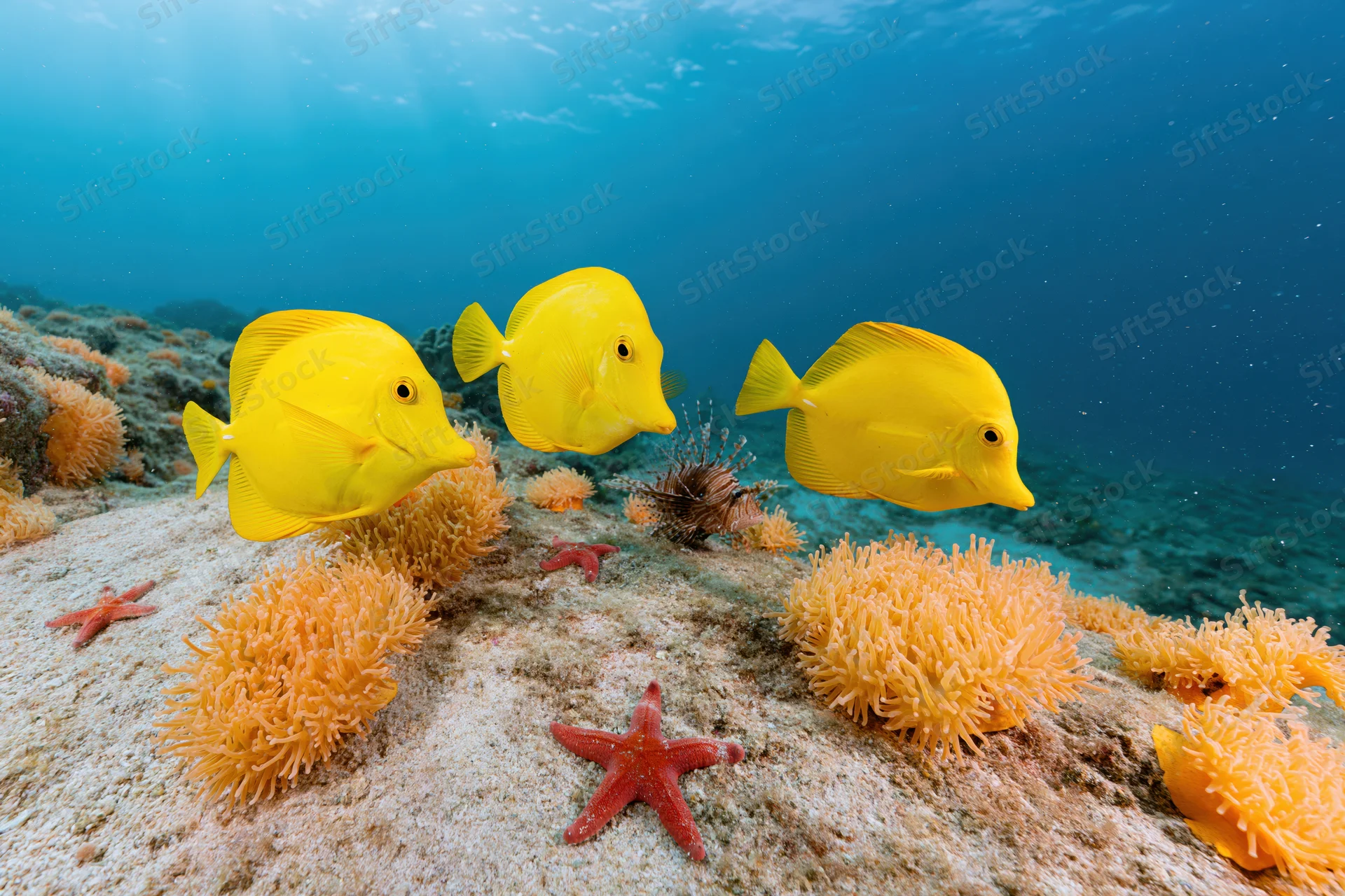 Three yellow tang fish swimming above a coral reef with starfish and anemones on the seabed