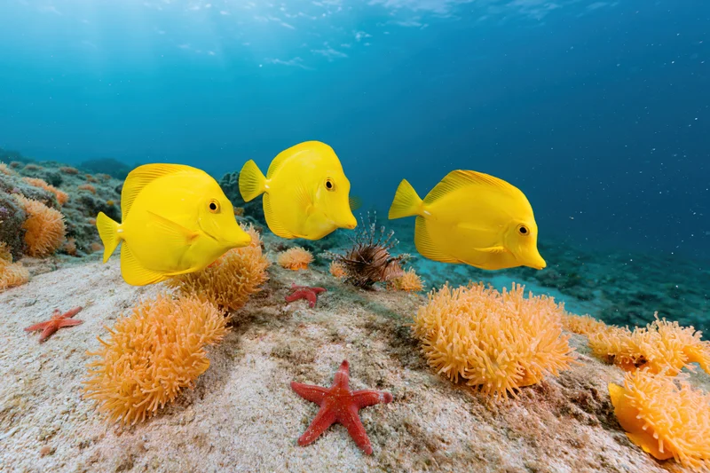 Three yellow tang fish swimming above a coral reef with starfish and anemones on the seabed