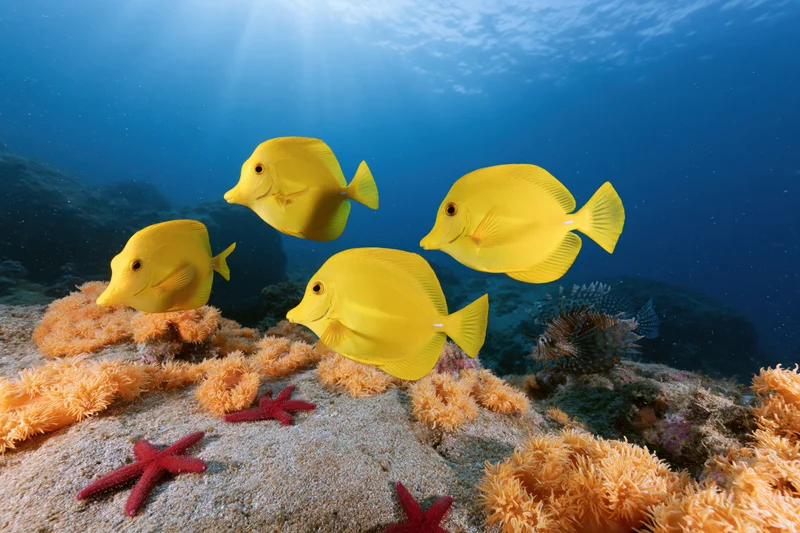 Yellow tang fish swimming in a school above a coral reef with starfish and sponges
